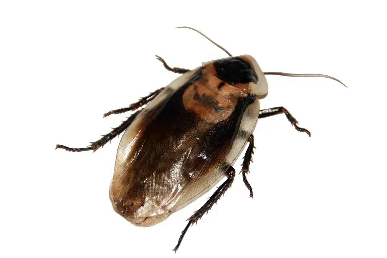 Duży, brązowy karaluch z czarnymi plamami na tułowiu. Jeden z niechcianych insekty domowe.