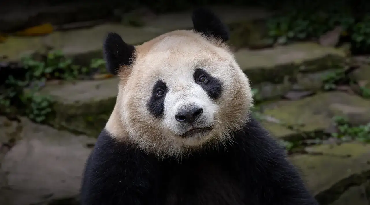 Urocza panda wielka w zoo, z charakterystycznymi czarnymi plamami wokół oczu, wygląda na zaciekawioną.