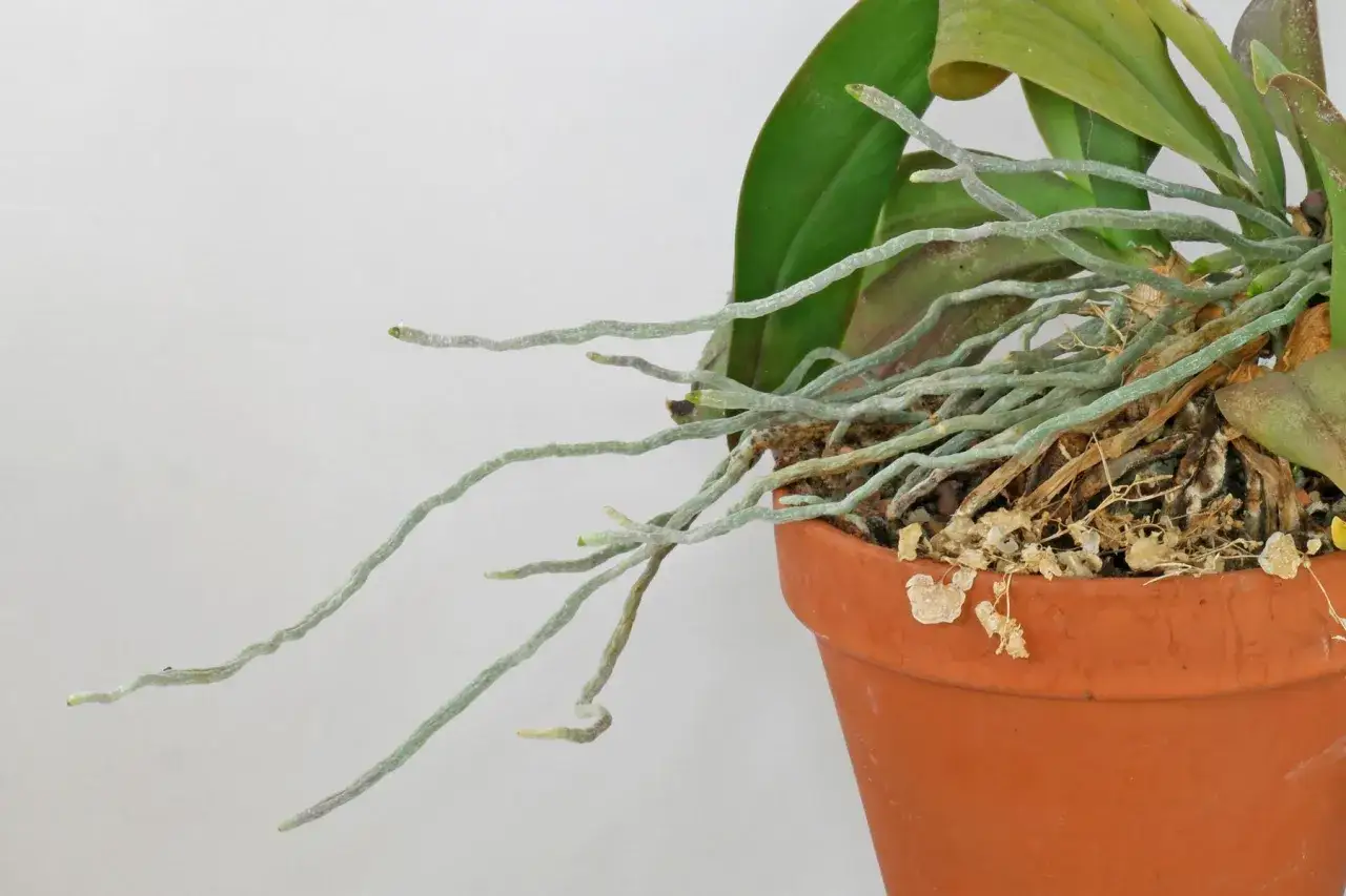 Luftwurzeln einer Orchidee wachsen aus dem Topf. Gute Orchideen Pflege bedeutet, diese Wurzeln zu beobachten.