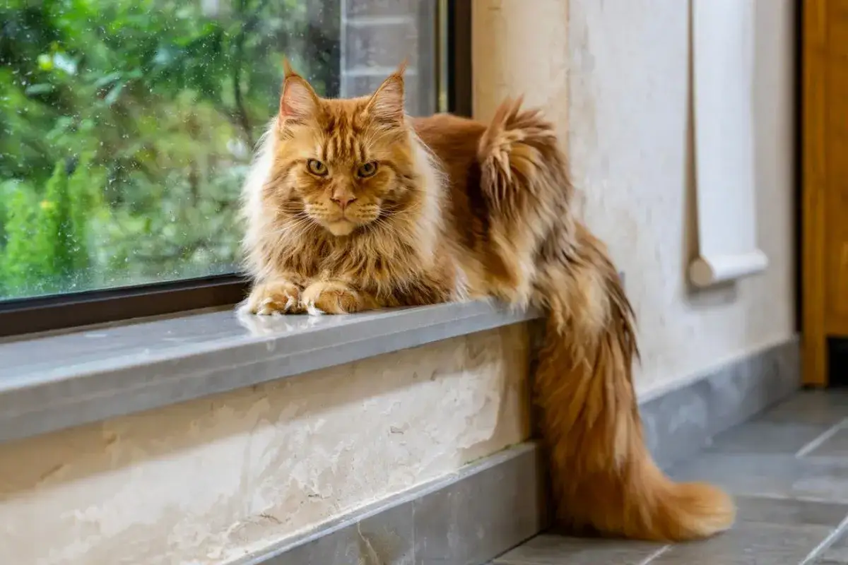Majkun, rudy kot rasy Maine Coon, siedzi na parapecie, obserwując świat za oknem.