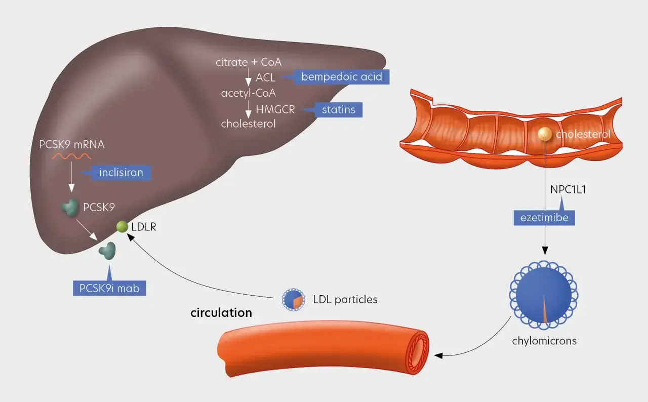 Schemat przedstawia działanie leków na metabolizm cholesterolu. Ezetimibe blokuje wchłanianie cholesterolu w jelitach.