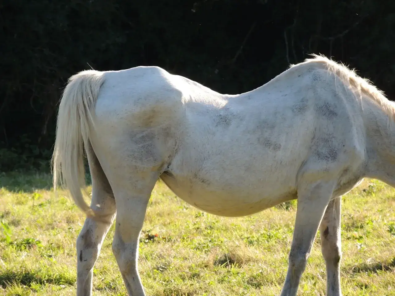 Un cheval blanc au dos creux se tient dans un pré verdoyant, la lumière du soleil illuminant son flanc.