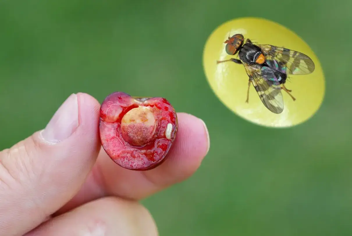 Mouche du cerisier : une cerise infest&eacute;e et l'insecte. Le sulfate de fer peut aider au traitement du sol contre ce ravageur.