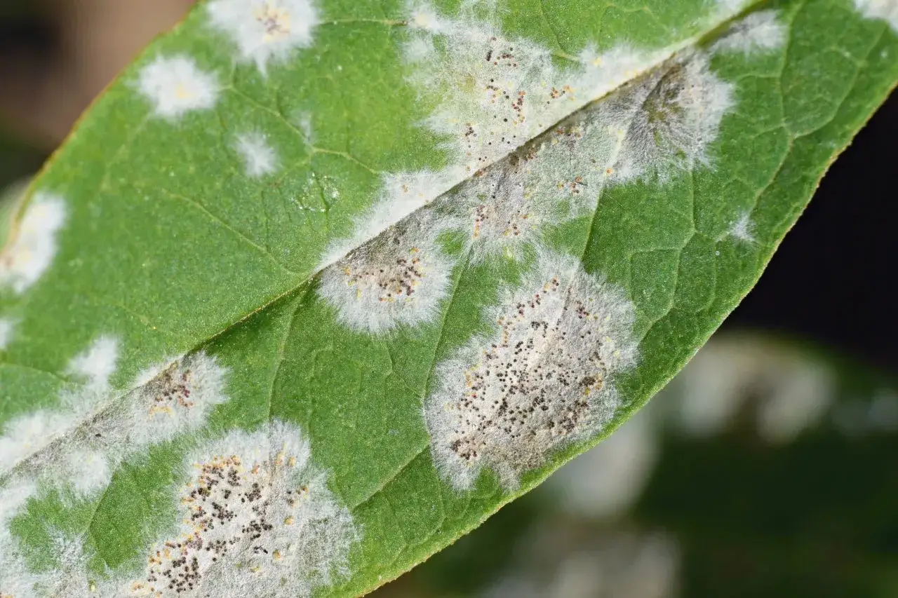Macchie bianche e grigie, simili a muffa, ricoprono una foglia verde. Questo mal bianco sulle piante indica una malattia fungina.