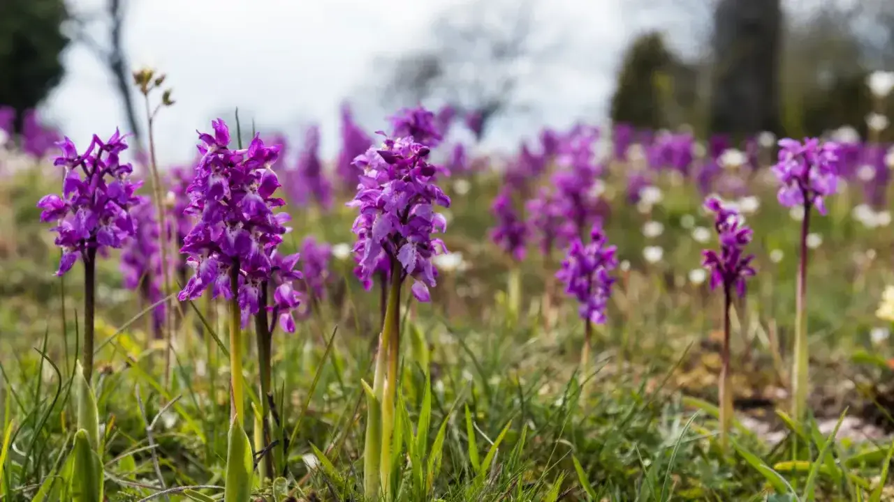 Fält med lila orkidéer i Sverige. Blommorna står i en grön äng med små vita blommor i bakgrunden.