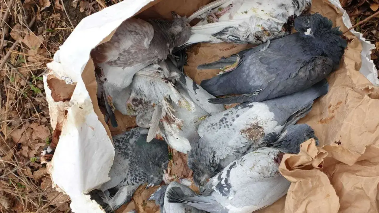 Mehrere tote Tauben liegen in einer Papiert&uuml;te. Die V&ouml;gel werden entsorgt.