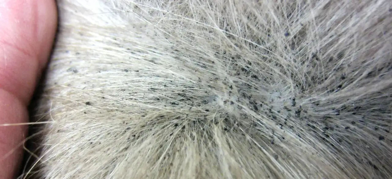 Gros plan sur la fourrure d'un chien, montrant de nombreux points noirs, signes d'une piqure puce chien.