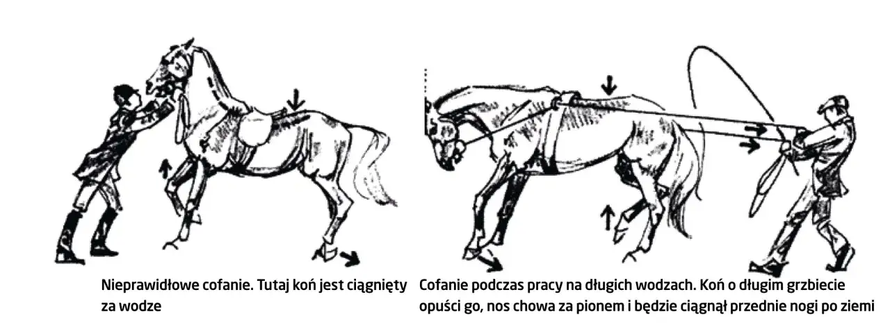 Ćwiczenia z koniem: nieprawidłowe cofanie za wodze i prawidłowe cofanie na długich wodzach, gdzie koń chowa nos za pionem.