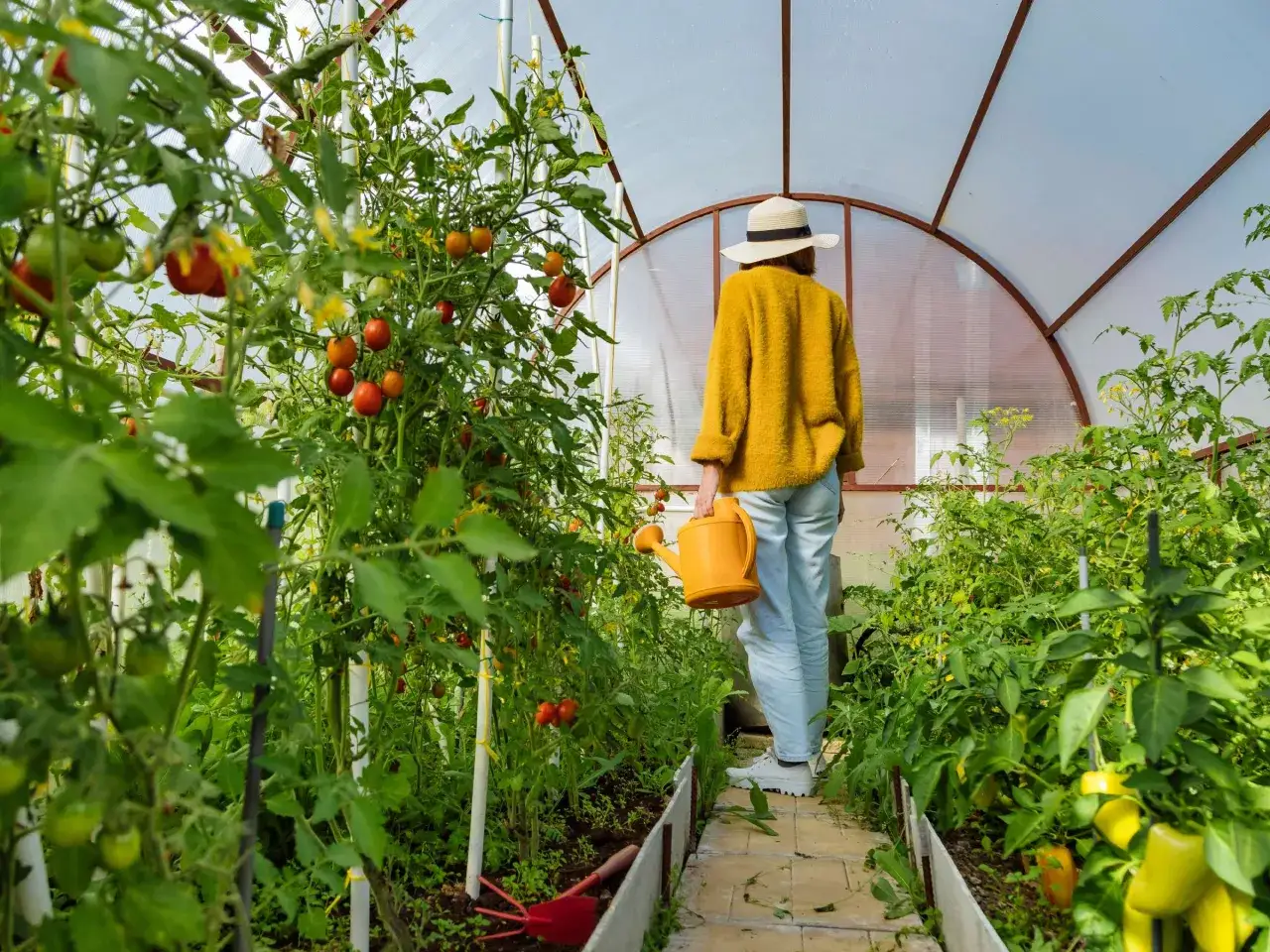 Frau mit Gießkanne kümmert sich um reife Tomaten und Paprika im Gewächshaus. Tomaten anbauen ist eine Freude.