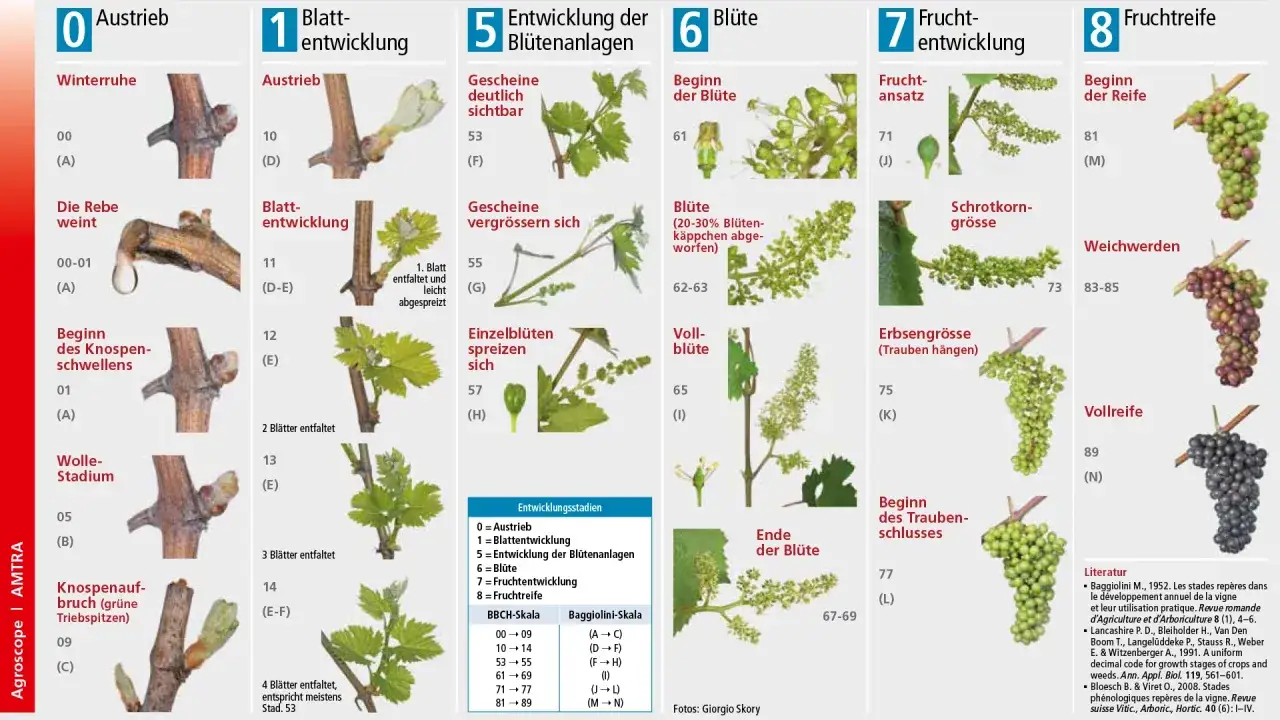 So wachsen Weintrauben: Von der Winterruhe &uuml;ber Blattentwicklung, Bl&uuml;te und Fruchtansatz bis zur Vollreife.