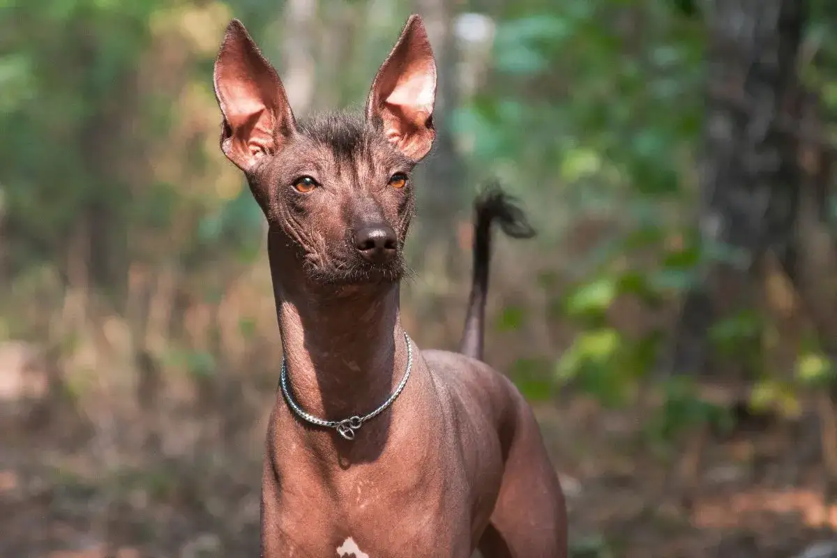 Ein Xoloitzcuintle mit wenig Fell steht im Wald. Seine gro&szlig;en Ohren sind aufmerksam gespitzt.