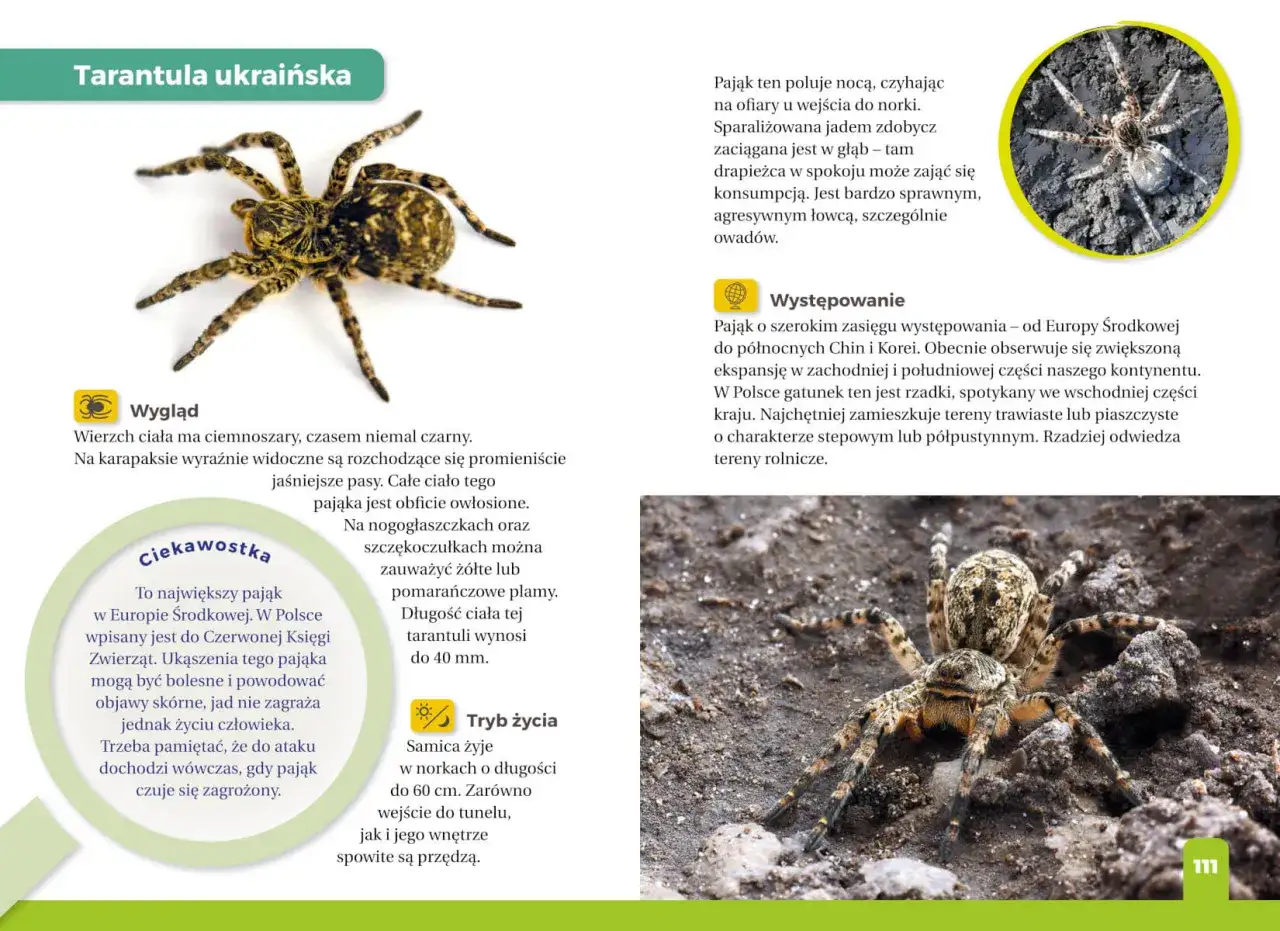 Tarantula ukraińska, czyli pająk po hiszpańsku, z ciemnoszarą, owłosioną głowotułowiem i odnóżami w jaśniejsze pasy.