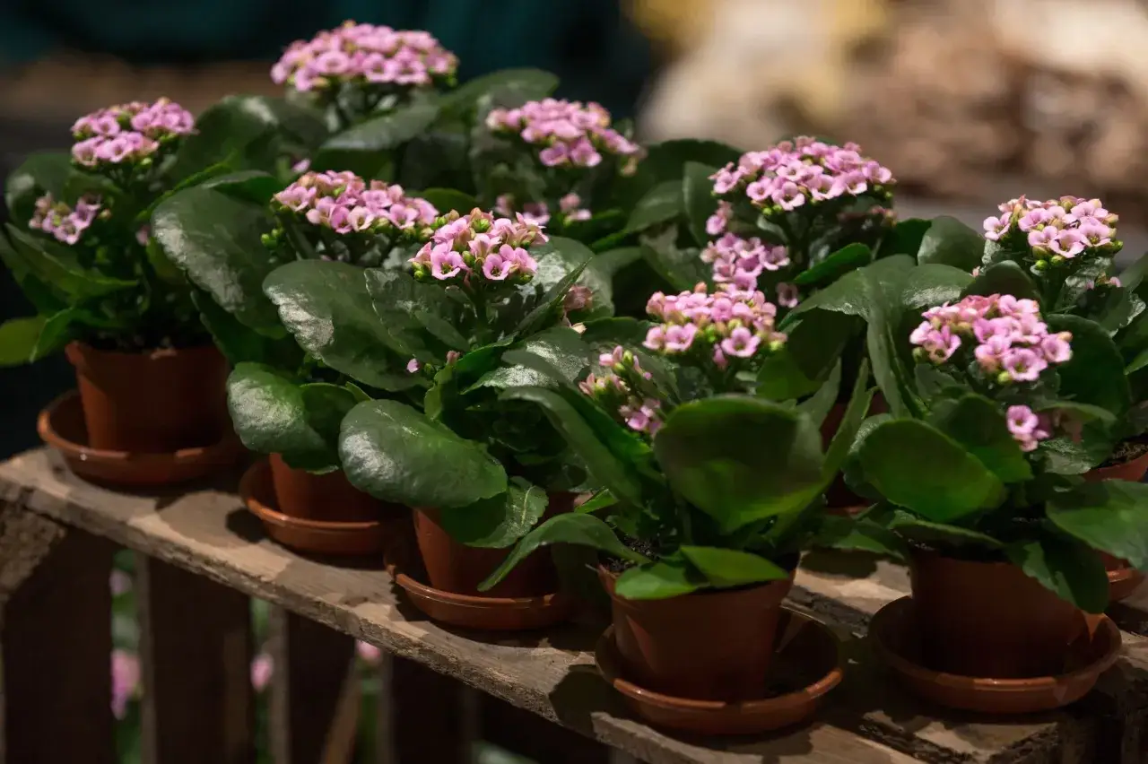 Plantas de kalanchoe con flores rosadas y hojas verdes, listas para recibir los cuidados adecuados y florecer.
