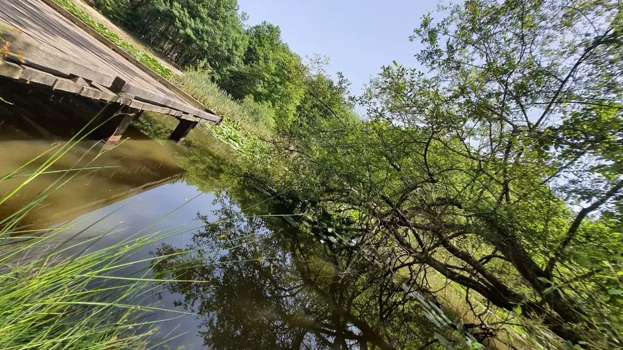 Un ponton en bois longe un étang paisible, bordé par la végétation luxuriante de la forêt de Marly. Les reflets des arbres dans l'eau créent une atmosphère sereine.