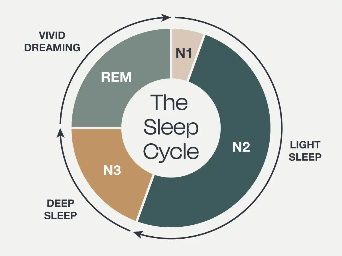 Diagrama del ciclo sueño bebé: N1 (sueño ligero), N2, N3 (sueño profundo), REM (sueños vívidos).