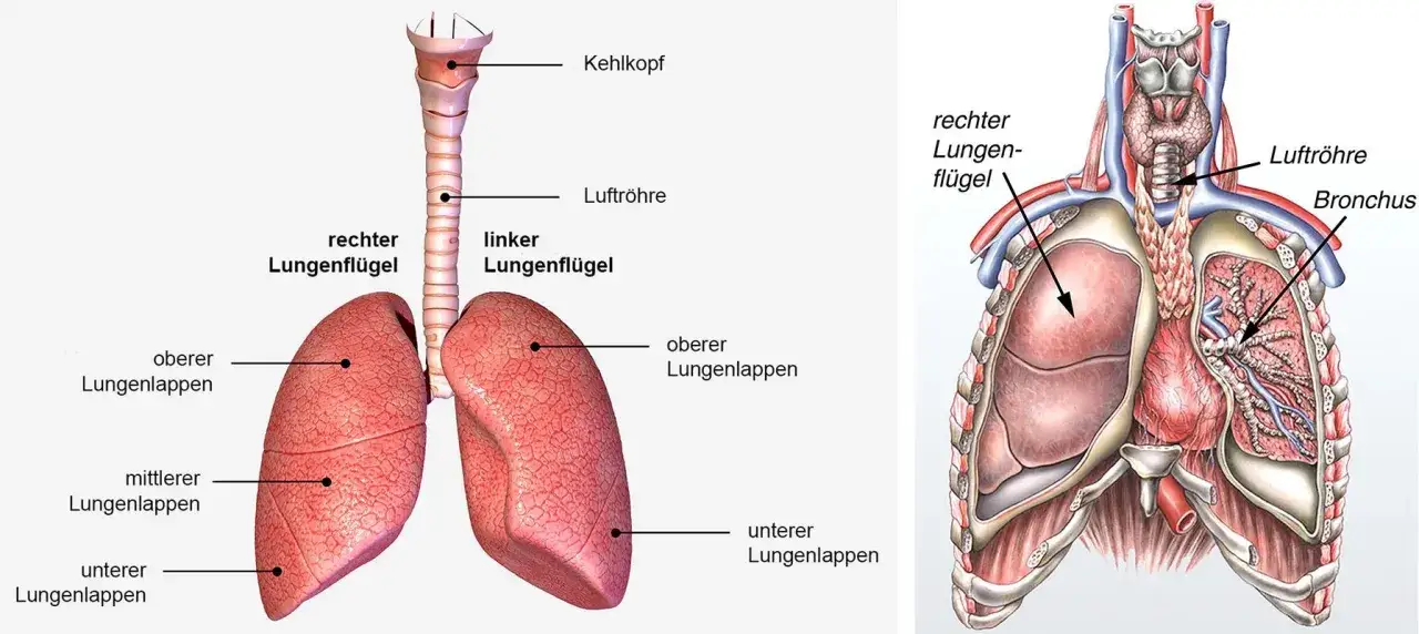Anatomie der Lunge: Kehlkopf, Luftr&ouml;hre, Bronchien und Lungenfl&uuml;gel. Bei lungenschmerzen nach Sport kann dies die Ursache sein.