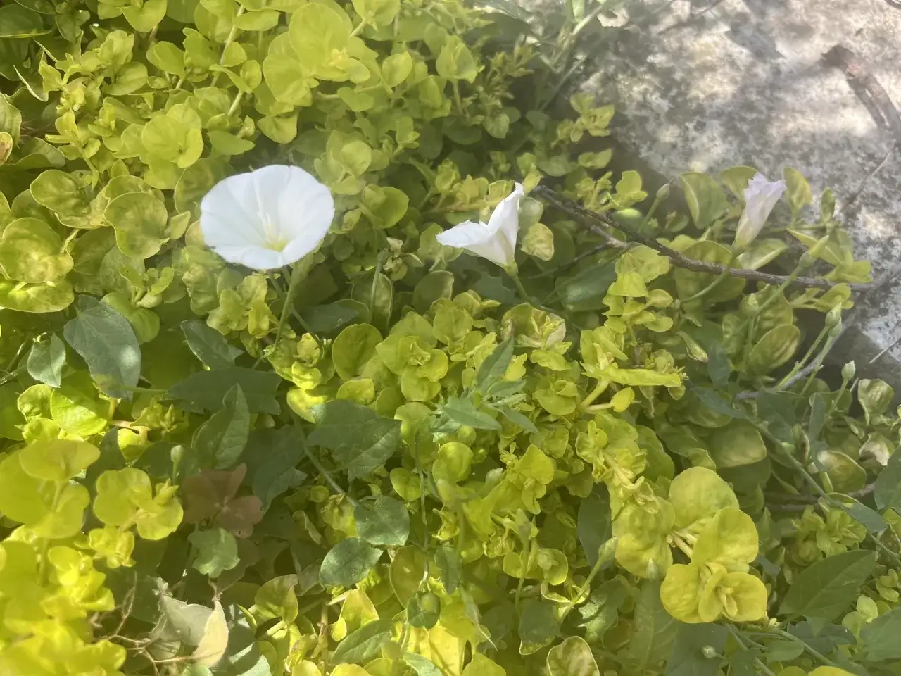 Białe kwiaty powoju polnego, jednego z popularnych chwastów w Polsce, wśród zielonych liści.