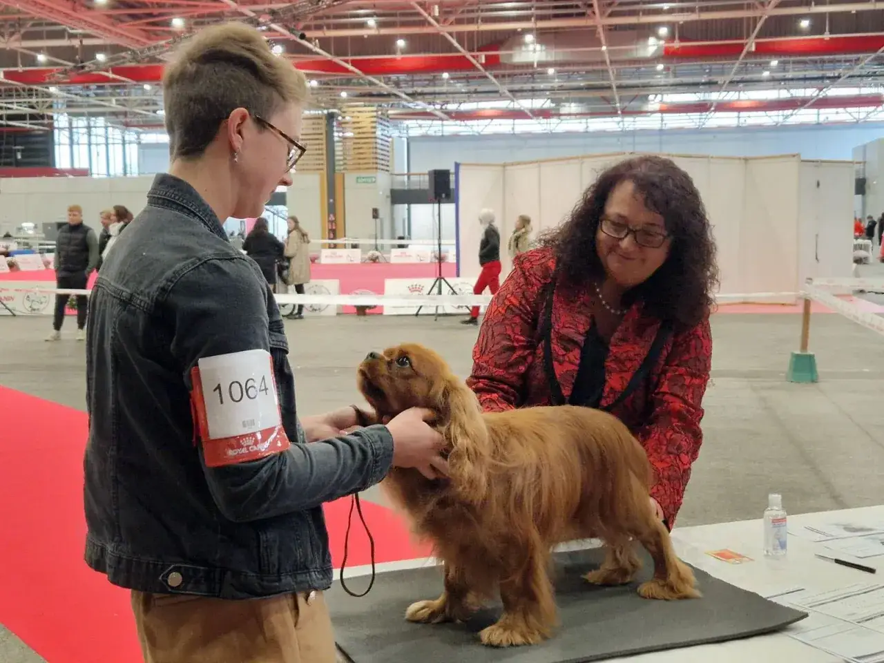 Un Cavalier King Charles roux est présenté lors d'un concours de beauté chien. Deux personnes ajustent le chien sur une table.
