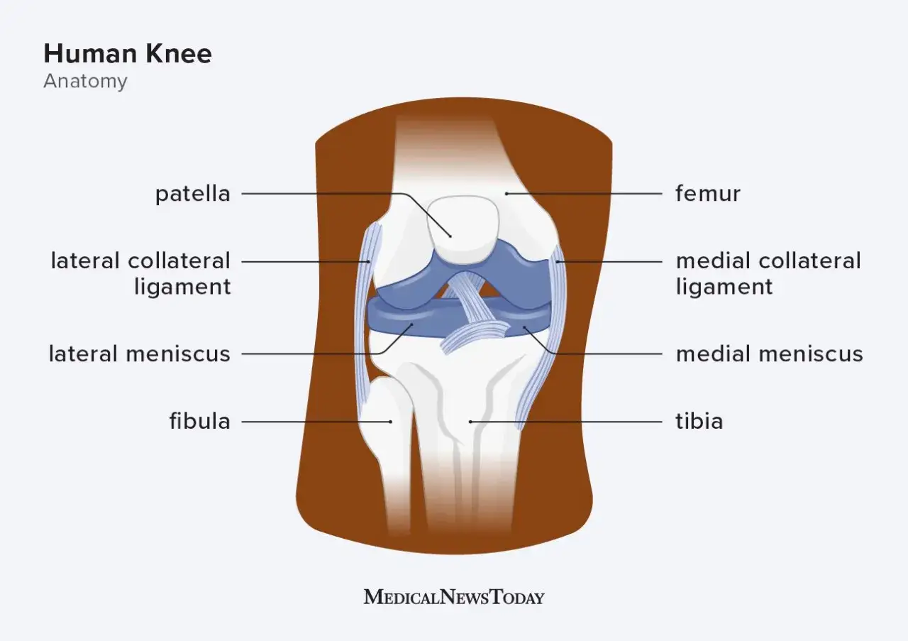 Schematische Darstellung der Knie anatomie mit den Knochen Femur, Tibia, Fibula und Patella, sowie Bändern und Menisken.