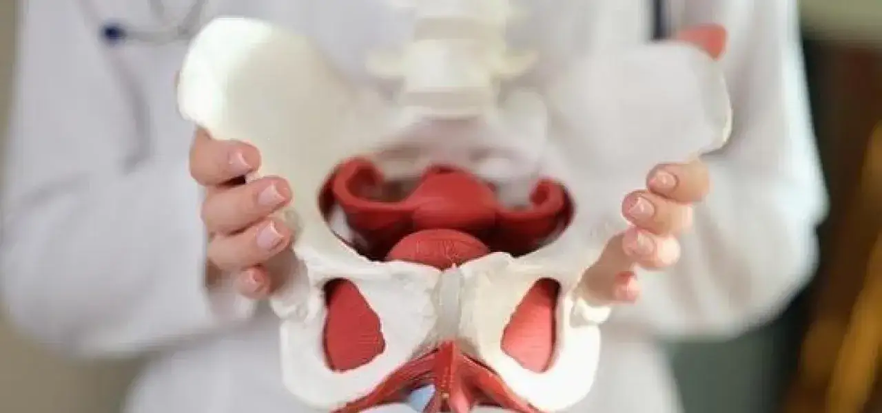 Model miednicy z narządami płciowymi. Czy w taksówce trzeba mieć fotelik? To pytanie dotyczy bezpieczeństwa dzieci, a nie anatomii.