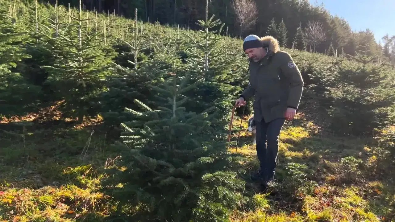 Un homme choisit son sapin de Noël dans une forêt ensoleillée, accompagné de son chien.