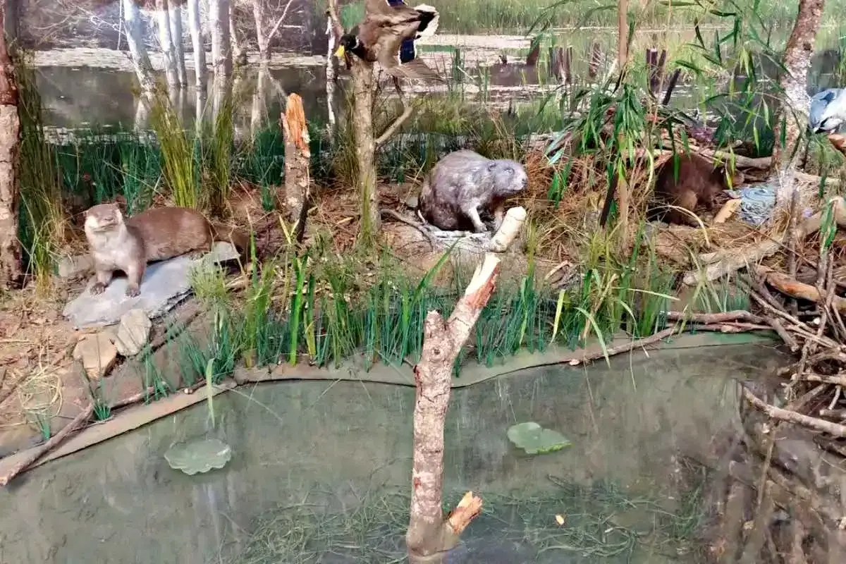 W muzeum przyrodniczym mucznym widzimy wydrę, bobry i kaczkę w ich naturalnym środowisku wodnym.