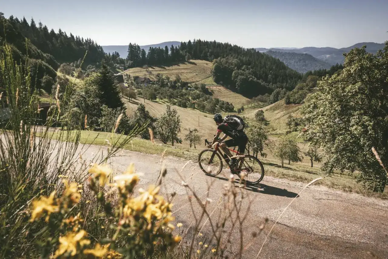 Ein Rennradfahrer erklimmt eine kurvige Straße im Schwarzwald, umgeben von grünen Hügeln und Bäumen.