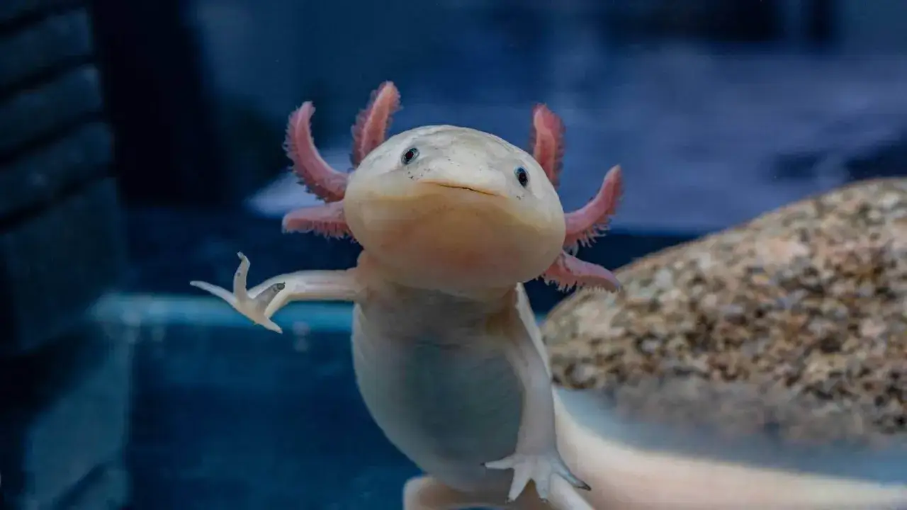 Un adorable ajolote mexicano, con sus branquias rosadas y ojos curiosos, nada en un acuario.