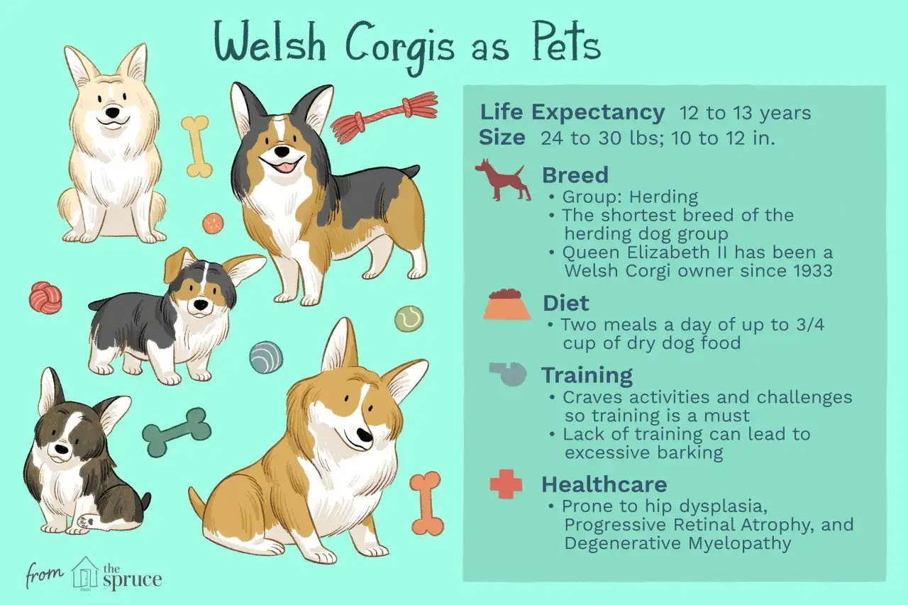 Ilustraci&oacute;n de varios corgi perro en diferentes poses, con informaci&oacute;n sobre la raza.