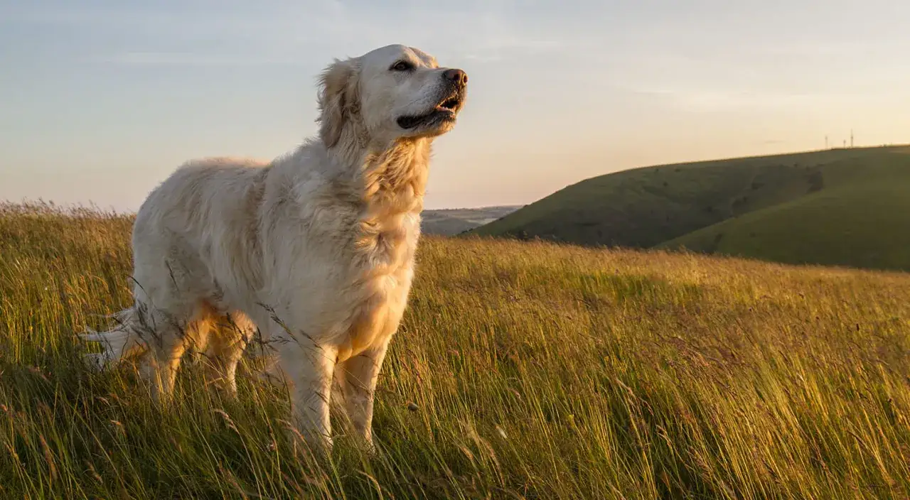 Ogolony golden retriever błędy pielęgnacyjne