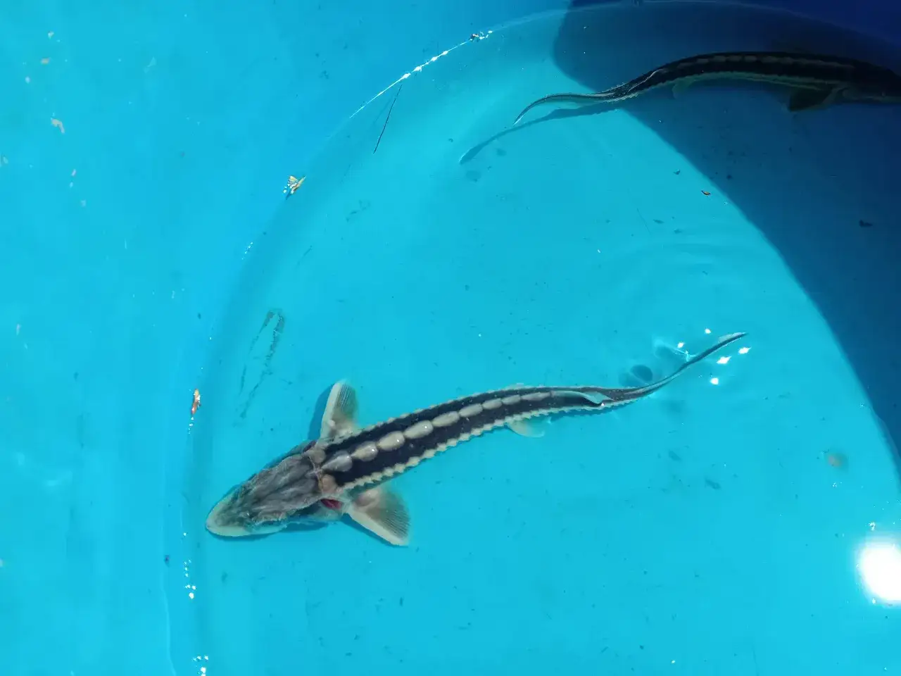 Deux esturgeons sibériens nagent dans un bassin bleu. L'un est plus proche, montrant ses plaques osseuses et ses nageoires.