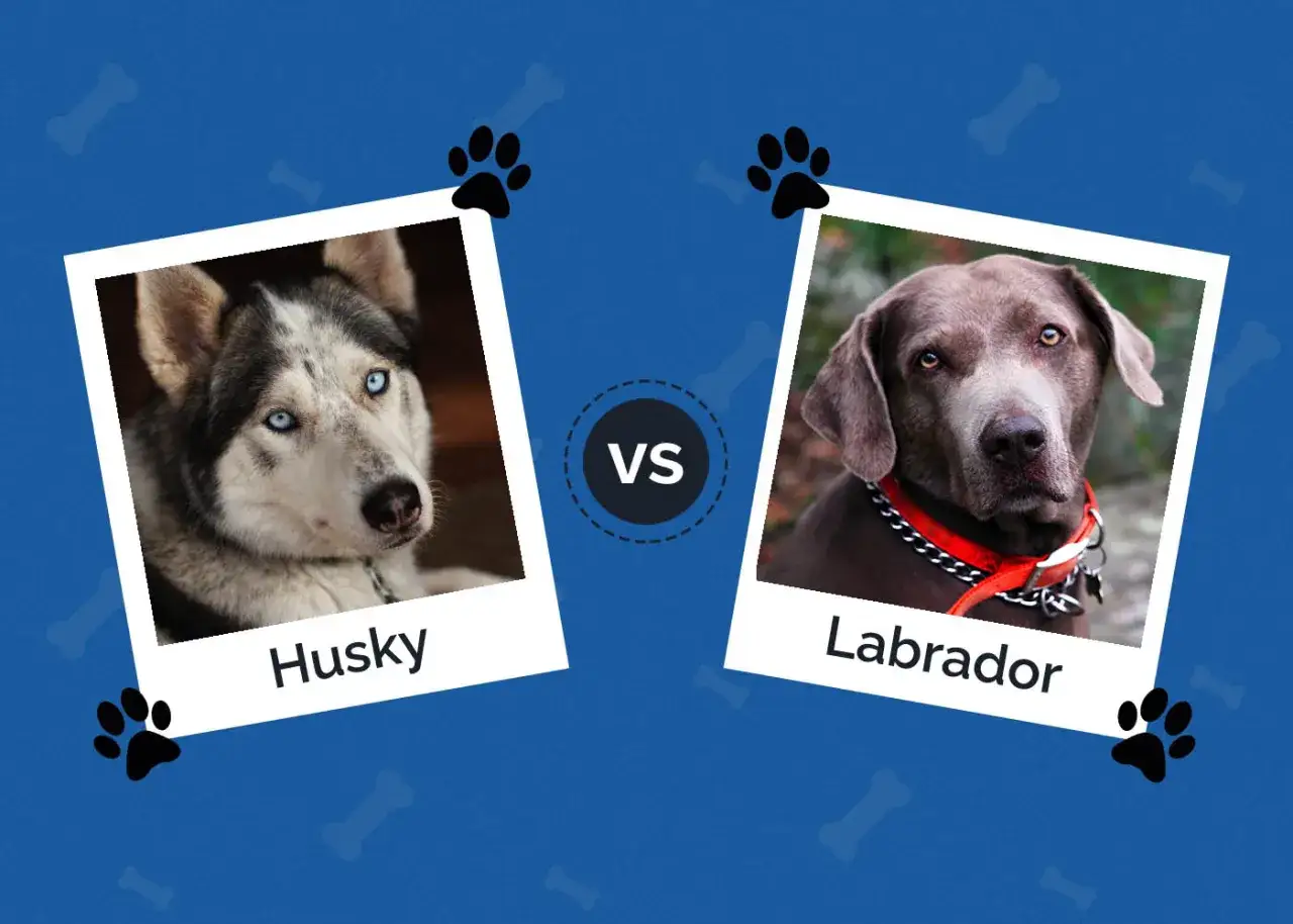 Husky z niebieskimi oczami kontra labrador z pomarańczową obrożą. Dwa psy, dwie rasy, jeden wybór.