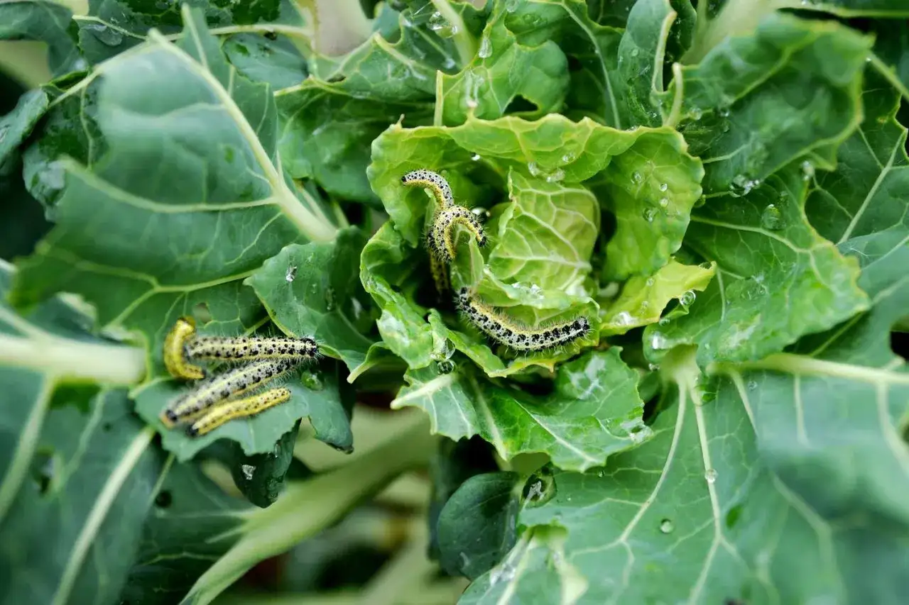 Several cabbage worms munch on the fresh, dewy leaves of a cabbage plant.