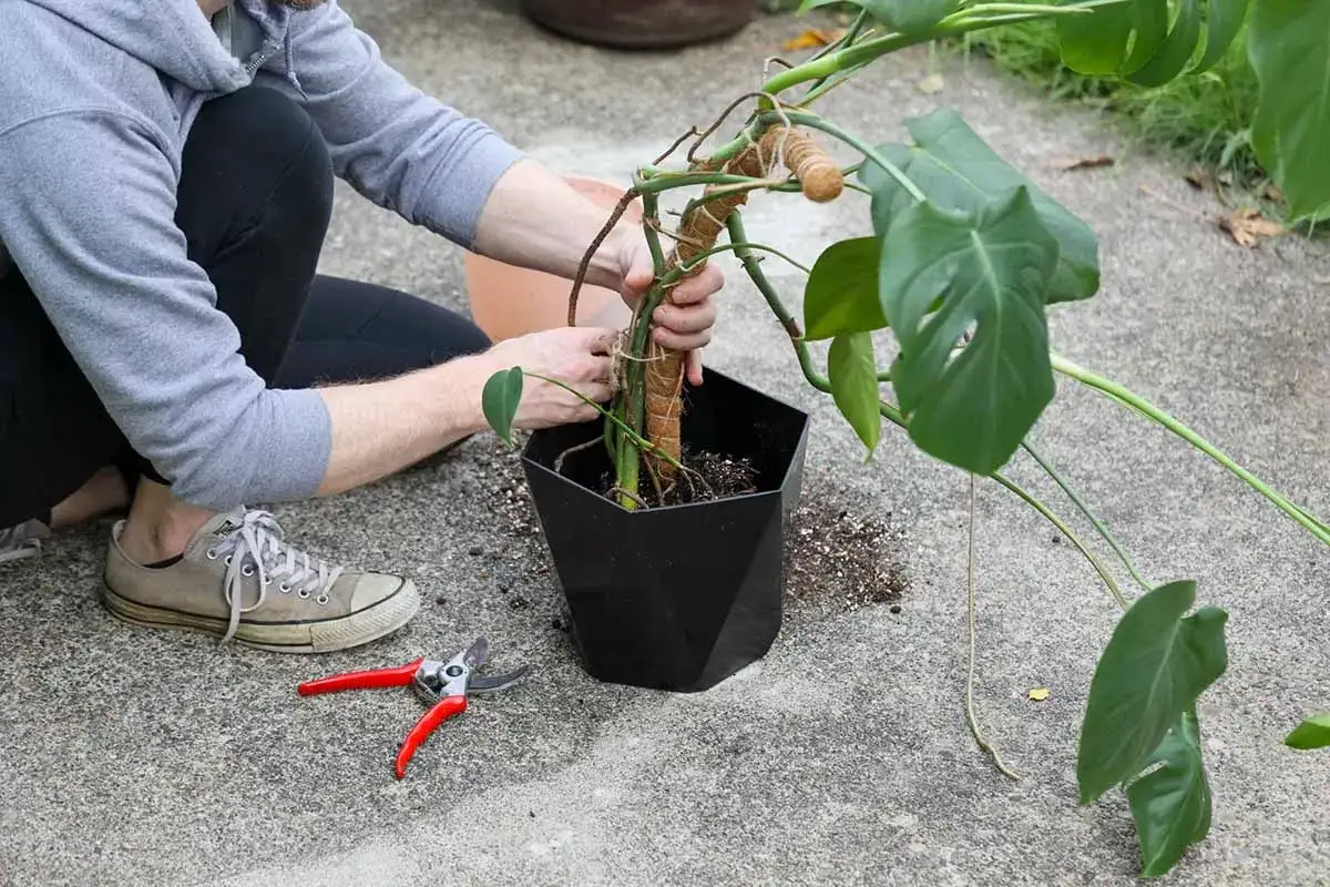 Personen hjälper en monstera att plantera om i en ny kruka. Trädgårdsaxar ligger bredvid.