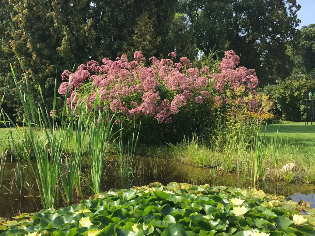Ein Teich mit Seerosen und Schilf, im Hintergrund ein üppiger wasserdost standort mit rosa Blüten.