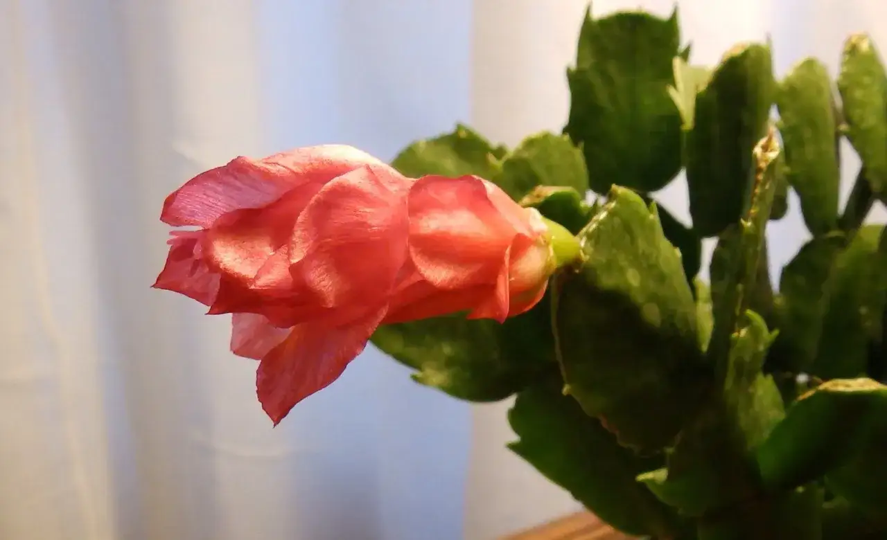 En vacker kaktus blomma i en livlig rosa f&auml;rg, med gr&ouml;na blad som ramar in den.