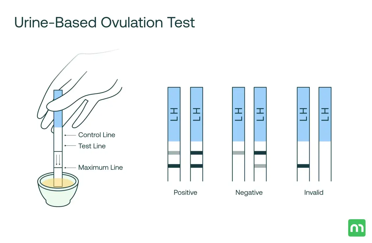 Test de ovulaci&oacute;n positivo: dos l&iacute;neas indican un resultado positivo.