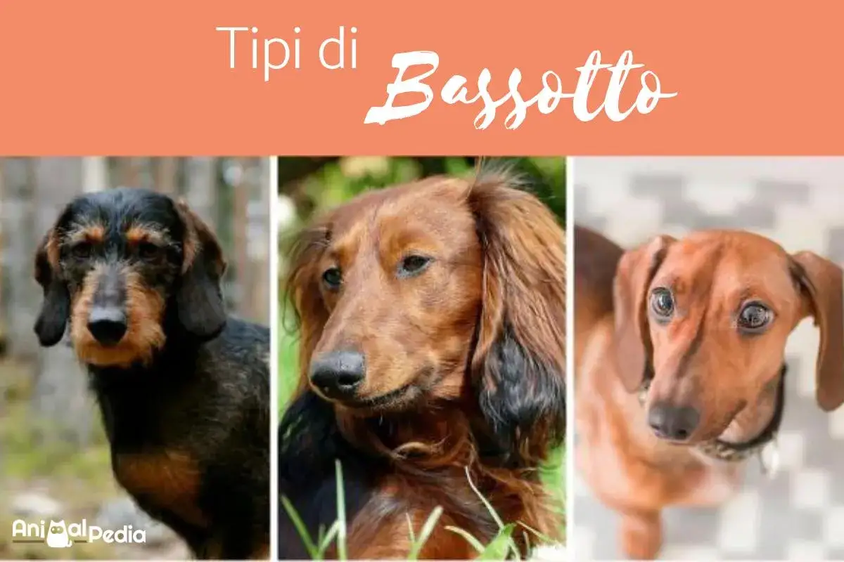 Tre adorabili cani bassotto, uno a pelo ruvido, uno a pelo lungo e uno a pelo corto, mostrano la loro diversità.