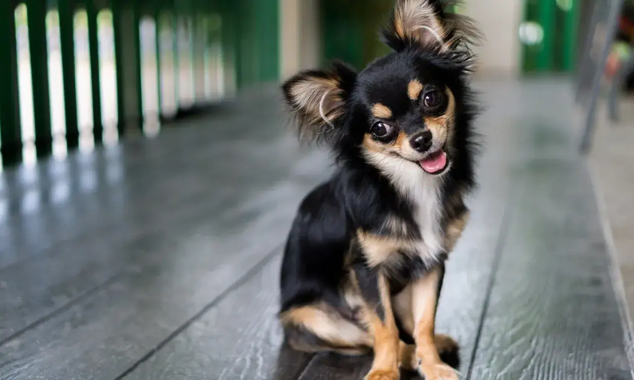 Un adorable chihuahua de pelo largo, con ojos grandes y expresivos, sentado en un suelo de madera, con la lengua fuera y una sonrisa juguetona.