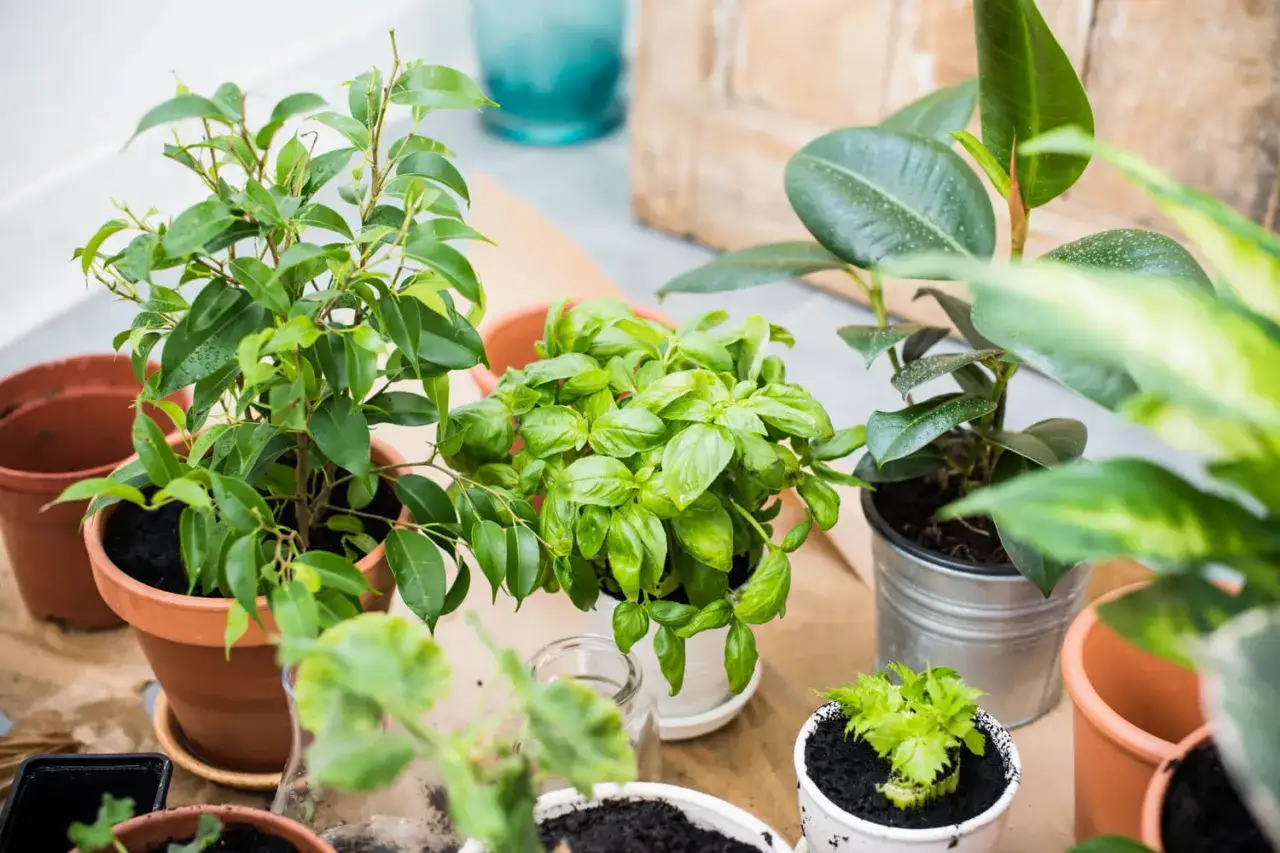 Pr&eacute;paration pour l'arrosage des plantes avant les vacances. Plusieurs plantes en pot, dont du basilic et un ficus, sont dispos&eacute;es sur du papier kraft.
