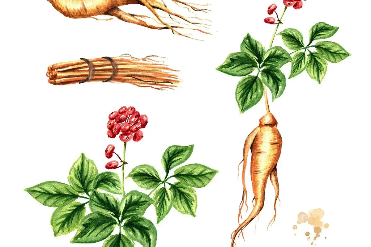 Akwarelowe ilustracje korzeni, liści i czerwonych jagód panax ginseng. Wyciąg z korzenia żeń-szenia dla zdrowia.