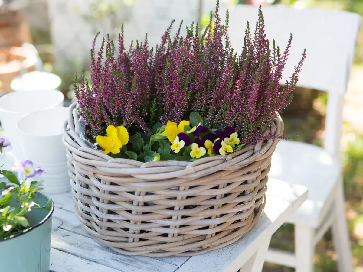 Cesta de mimbre con brezo morado y flores amarillas y moradas. Consejos para el brezo cuidados.