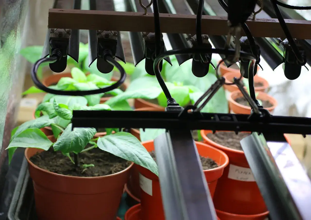 Små plantor i krukor växer under lågenergi växtbelysning.