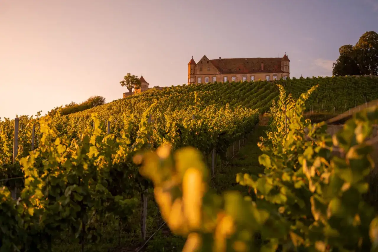 Sonnenuntergang über dem **Erlebnispfad Untergruppenbach**. Weinreben schlängeln sich den Hügel hinauf zu einem malerischen Schloss.