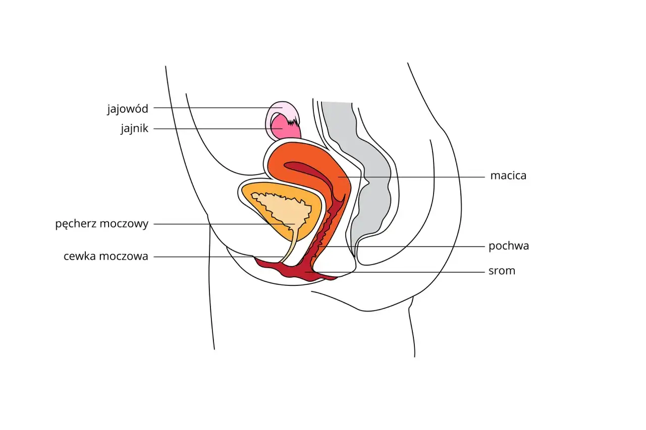 Anatomia żeńskiego układu rozrodczego z jajnikami