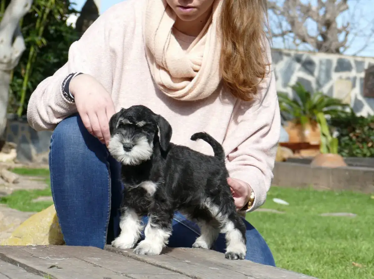 Un cachorro schnauzer miniatura, con su caracter&iacute;stico **schnauzer miniatura temperamento**, posa con confianza.