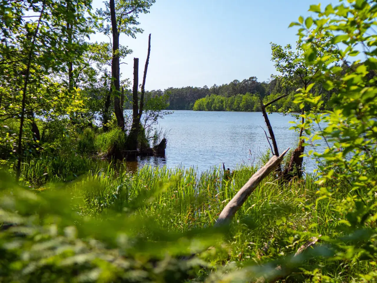 Zielony brzeg i spokojne, duże jezioro na wybrzeżu słowińskim.