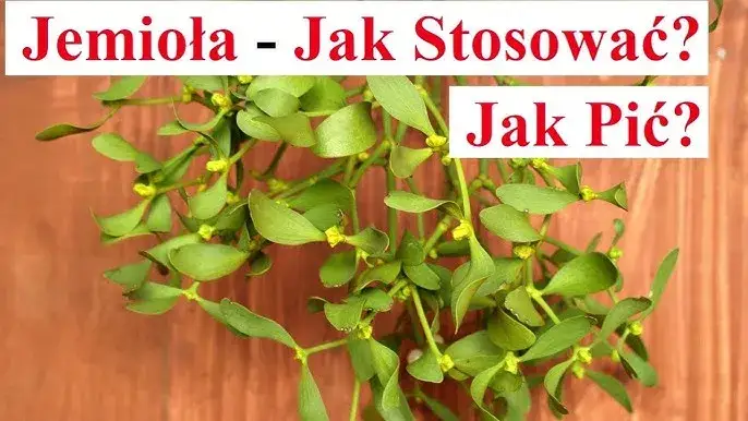 Zdjęcie Jak parzyć herbatę z jemioły, aby wydobyć jej pełnię smaku