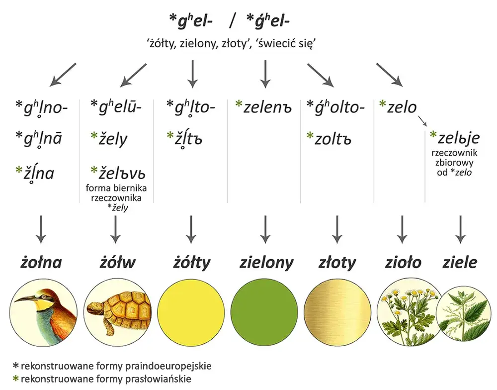 Zdjęcie Jak się pisze żółw? Poznaj pisownię, etymologię i błędy ortograficzne