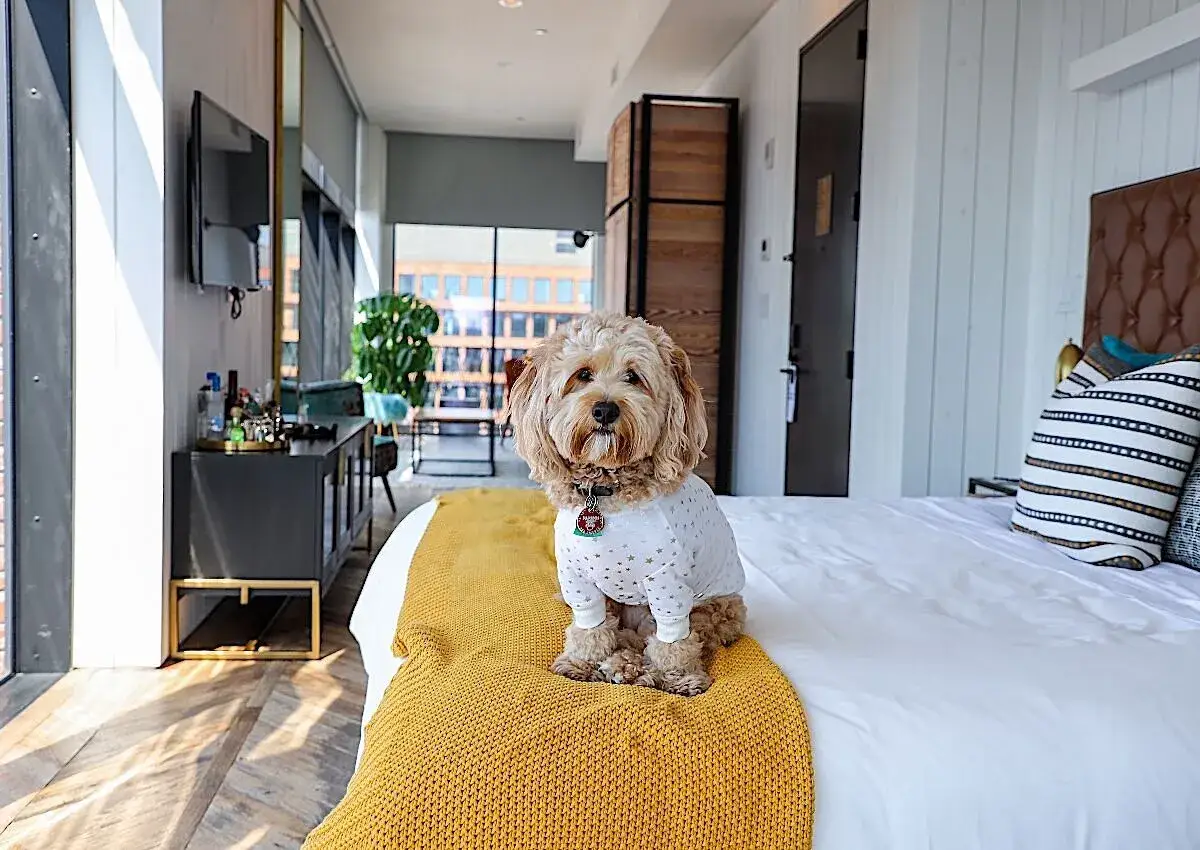 Un perro adorable con pijama de estrellas en una cama de hotel. &iexcl;Una opci&oacute;n genial para cuidar mascotas a cambio de alojamiento!